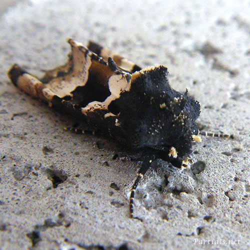 マエグロシラオビアカガネヨトウ