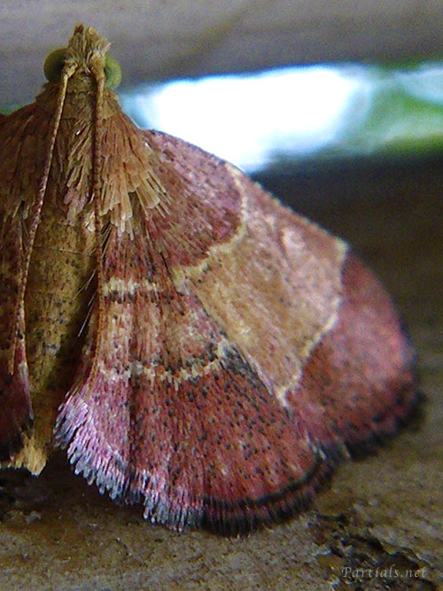 マエモンシマメイガ