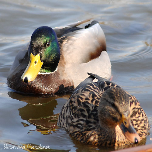 マガモの雄と雌