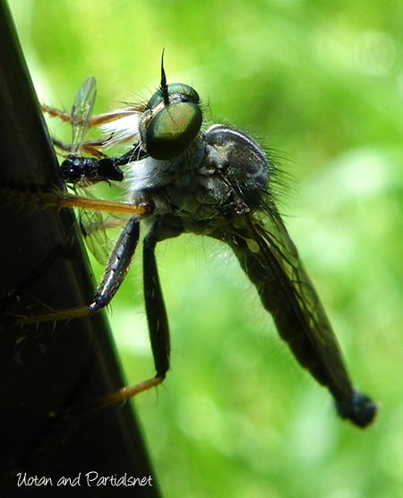 マガリケムシヒキ♂