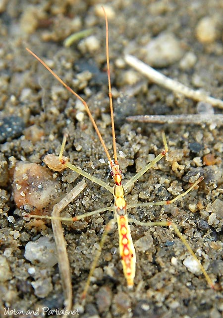 ヒゲナガサシガメ幼虫