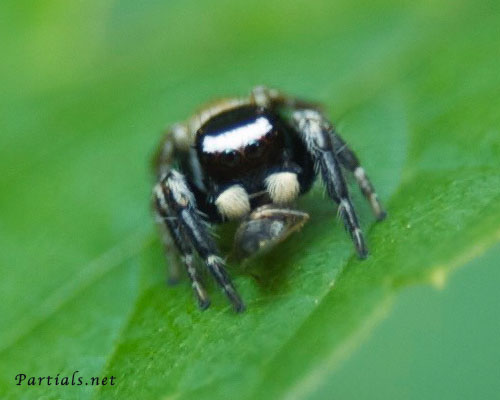 マミジロハエトリ