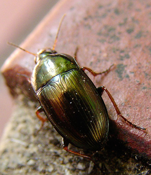 マルガタゴミムシ