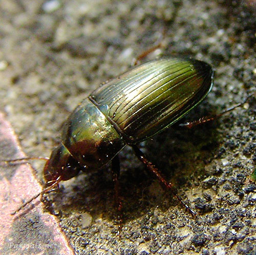 マルガタゴミムシ