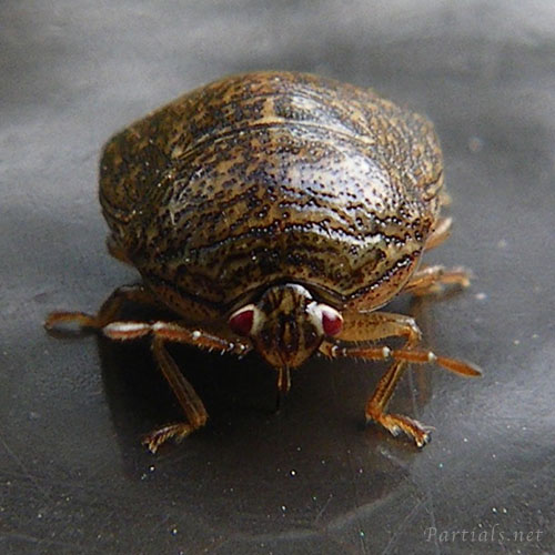 マルカメムシ成虫