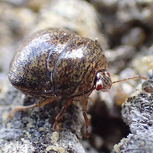 マルカメムシ成虫