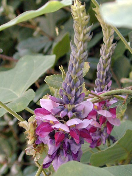 クズの花の隙間にはマルカメムシがいっぱい