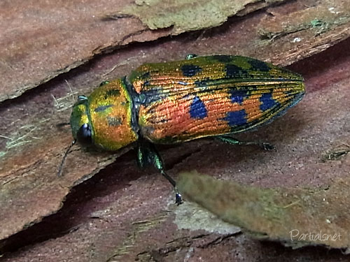 マスダクロホシタマムシ