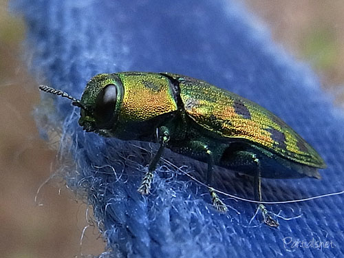 マスダクロホシタマムシ