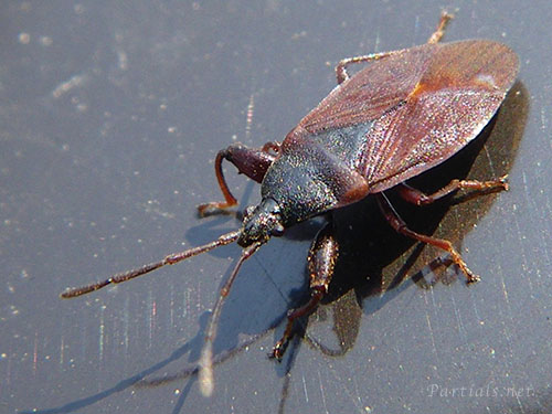 マツヒラタナガカメムシ