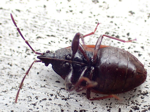 マツヒラタナガカメムシ