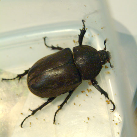 カブトムシ♀