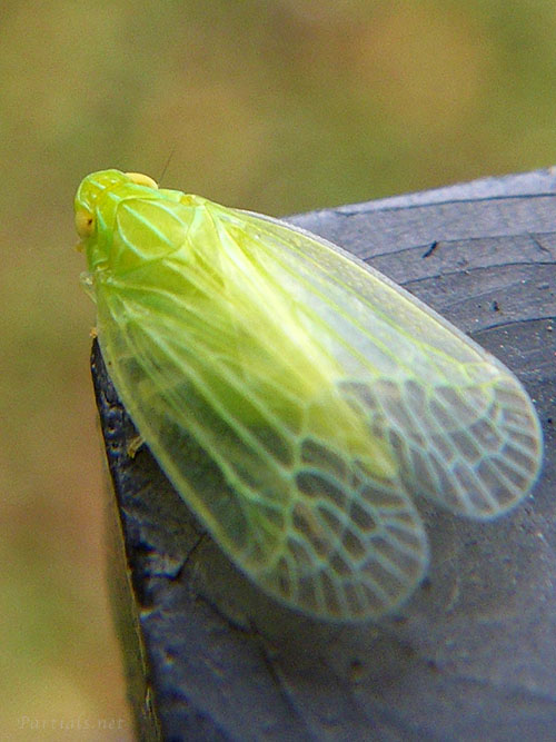 ミドリグンバイウンカ