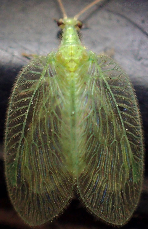 ミドリヒメカゲロウ