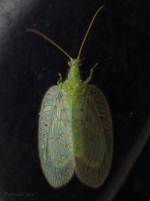 ミドリヒメカゲロウ