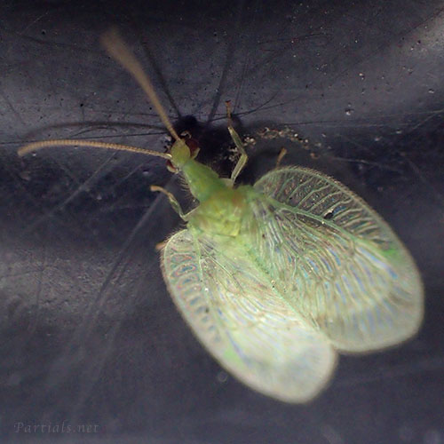 ミドリヒメカゲロウ