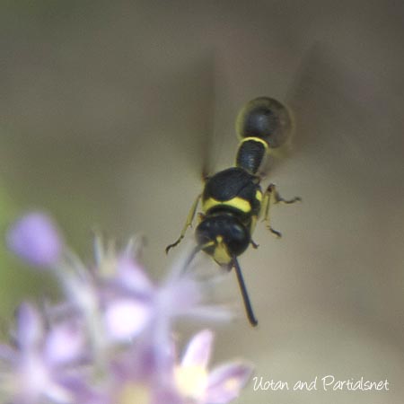飛翔するトックリバチ