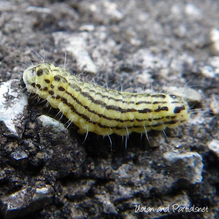 ミノウスバ幼虫