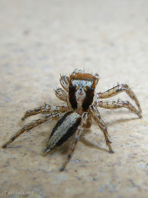 ミスジハエトリ♂