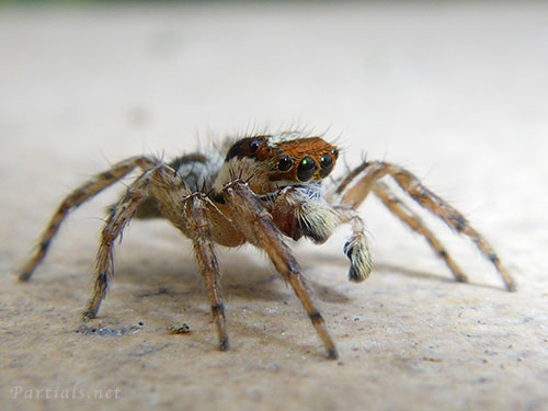 ミスジハエトリ雄