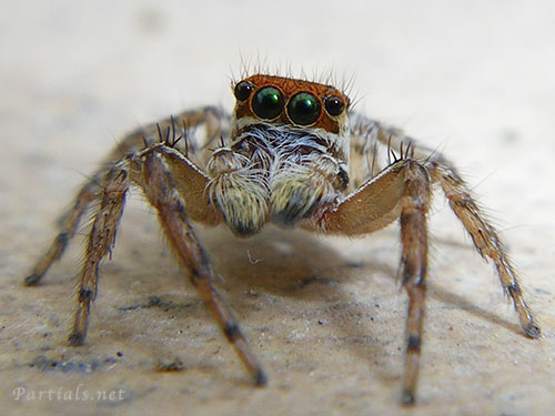 ミスジハエトリ