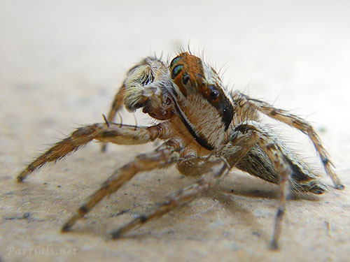 ミスジハエトリ