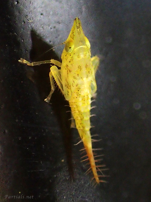 ミスジトガリヨコバイ幼虫