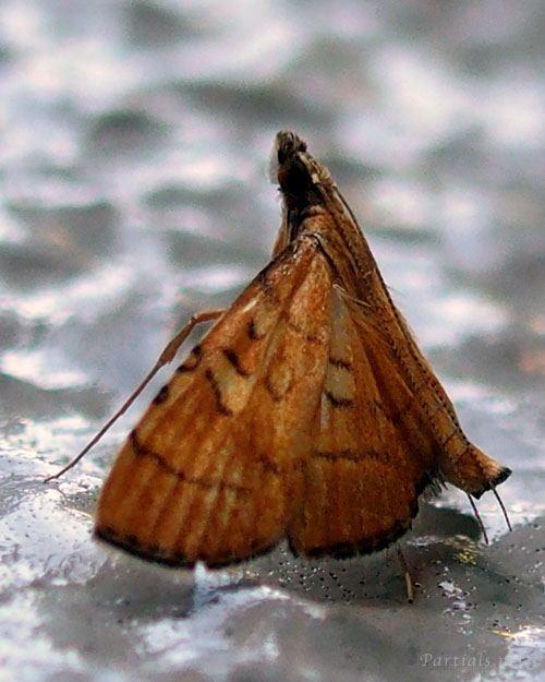 ミツテンノメイガ