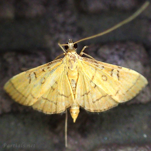 ミツテンノメイガ