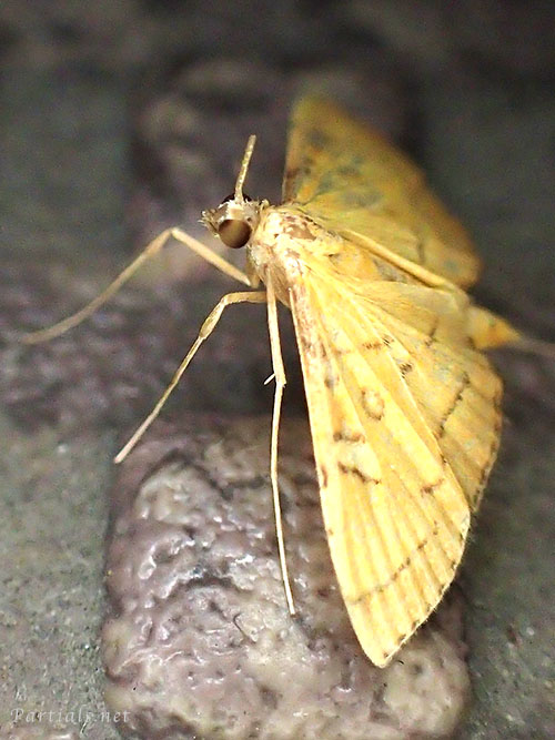 ミツテンノメイガ