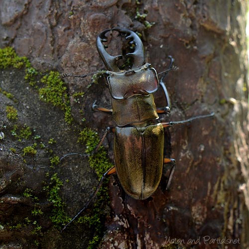 ミヤマクワガタ