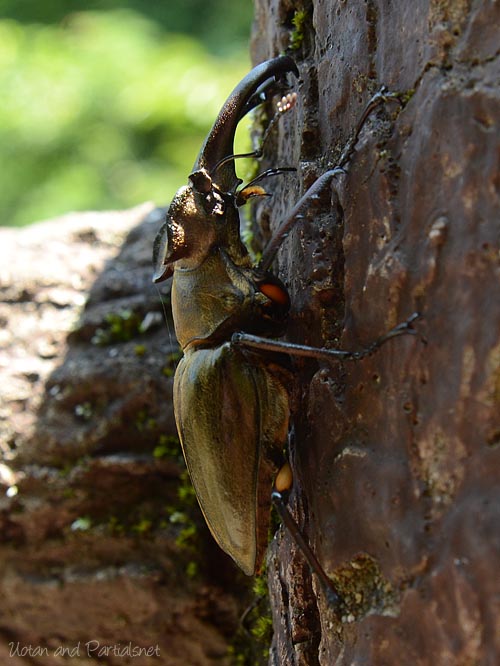 ミヤマクワガタ