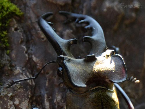 ミヤマクワガタ