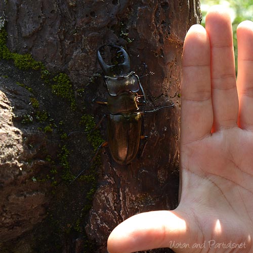 ミヤマクワガタ