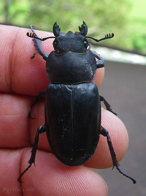 ミヤマクワガタ