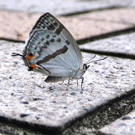 ミズイロオナガシジミ