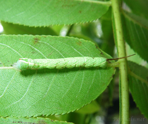 モンホソバスズメ　幼虫