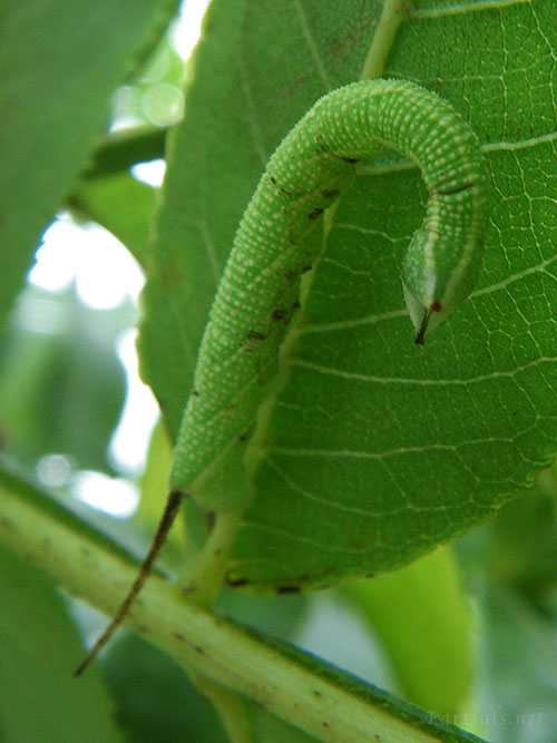 モンホソバスズメ幼虫