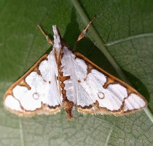 モンキシロノメイガ