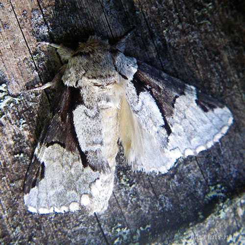 モンクロギンシャチホコ