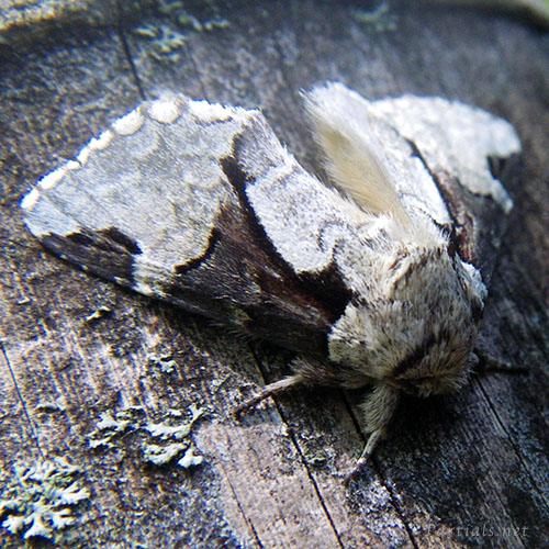 モンクロギンシャチホコ