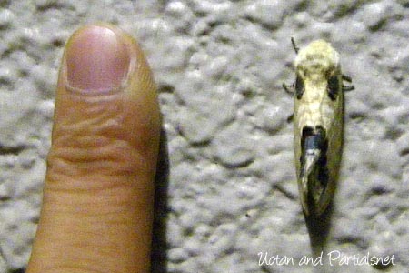 モンクロシャチホコ