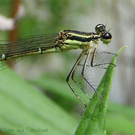 モノサシトンボ