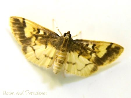 モンスカシキノメイガ