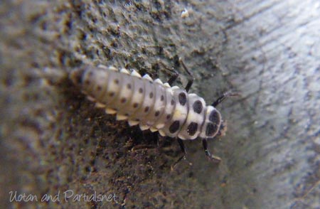 ムーアシロホシテントウの幼虫