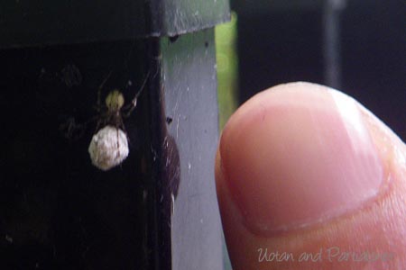 ムナボシヒメグモ？