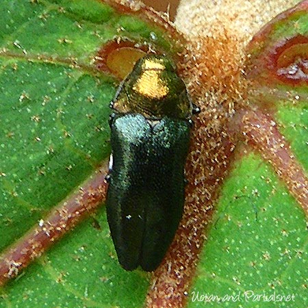 ムネアカチビナカボソタマムシ