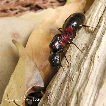 ムネアカオオアリ女王