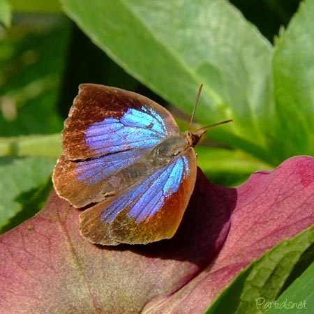 ムラサキシジミ