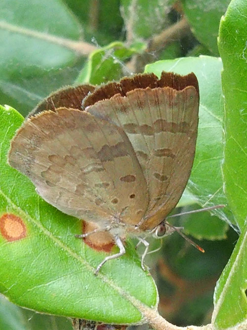 ムラサキシジミ